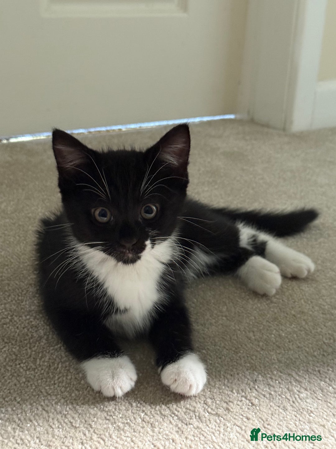 British Shorthair cats for sale: 3 lovely kittens soon tobe ready for forever homes - Image 3