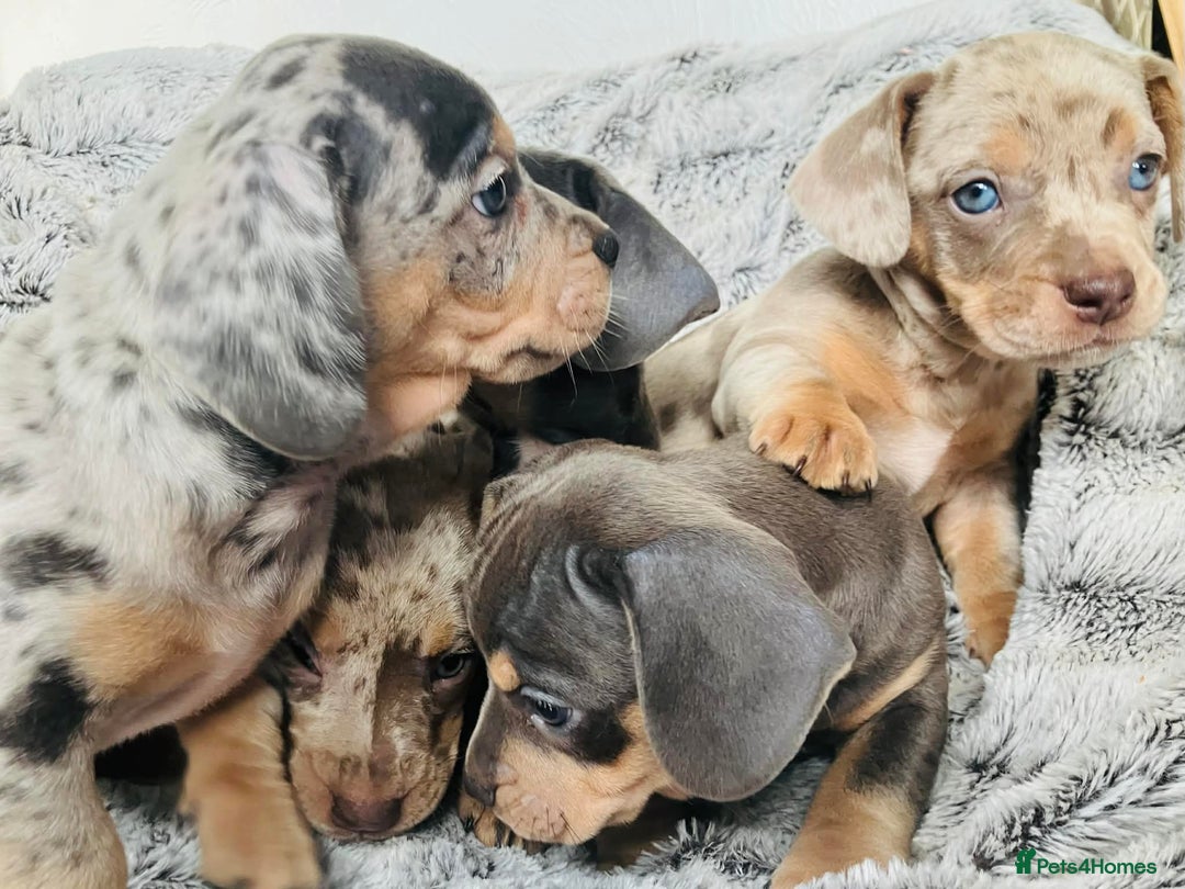 Mixed Breed dogs for sale: Bulldog x Mini Dachshund Puppies - Advert 8