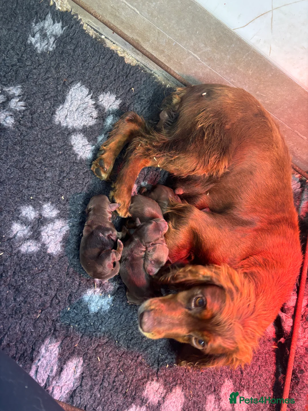 Cocker Spaniel dogs for sale: Working Cocker Spaniel Puppies  - Advert 1