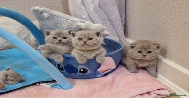 British Shorthair cats - Advert 15