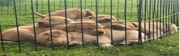 Labrador Retriever dogs for sale: Fox Red Lab Puppies (2/9) Exceptional Temperament - Advert 4