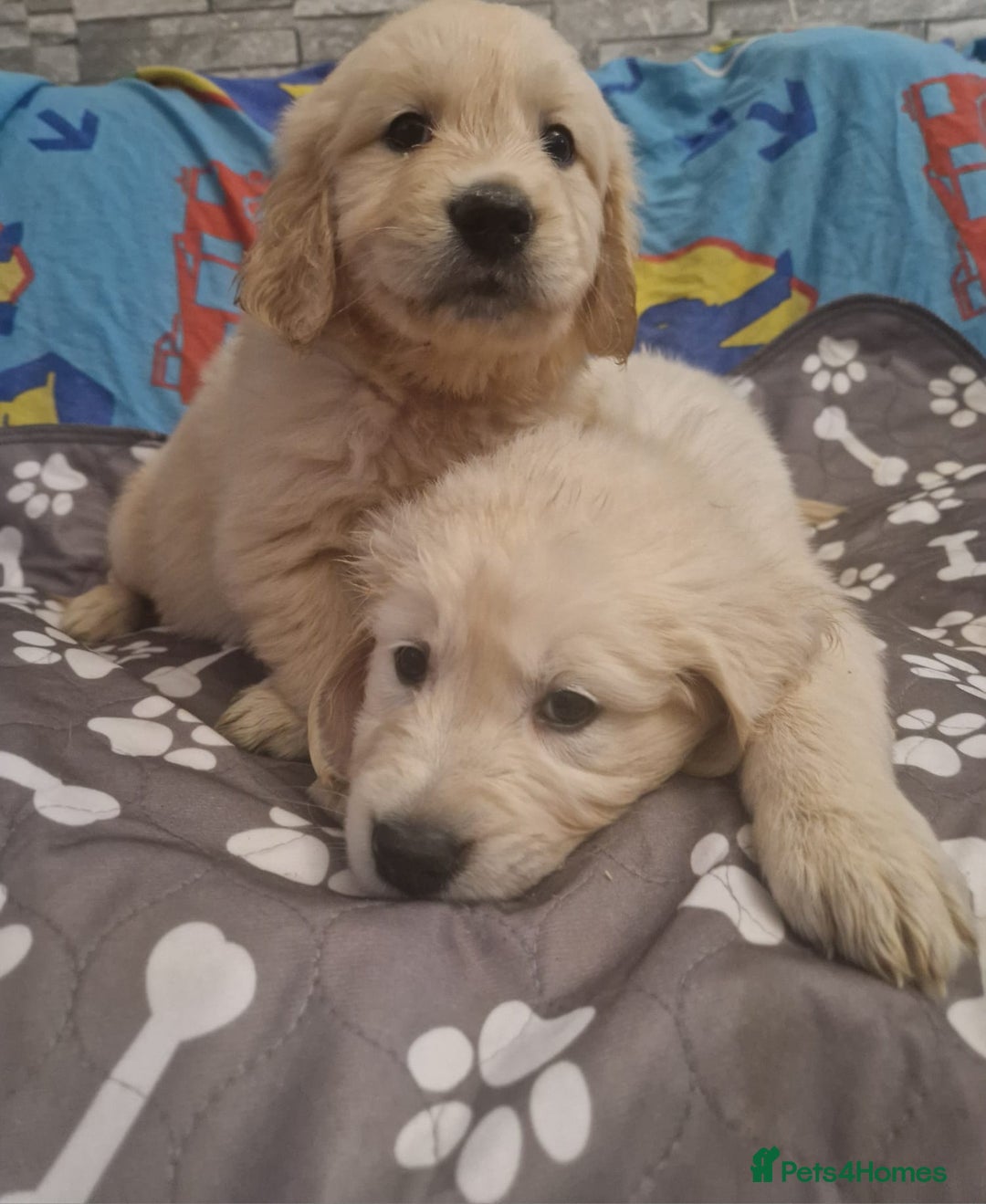 Golden Retriever dogs for sale: KC Golden Retriver READY 20Th December  - Advert 3