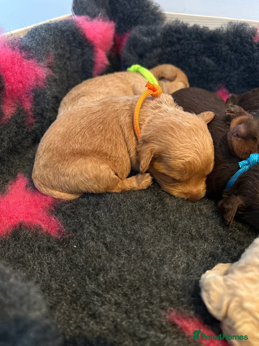 Maltipoo dogs for sale: Chocolate & tan Maltipoos (TOY!) - Advert 19