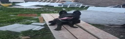 Belgian Shepherd Dog dogs for sale: Female Belgian Shepherd in Sheffield - Advert 5