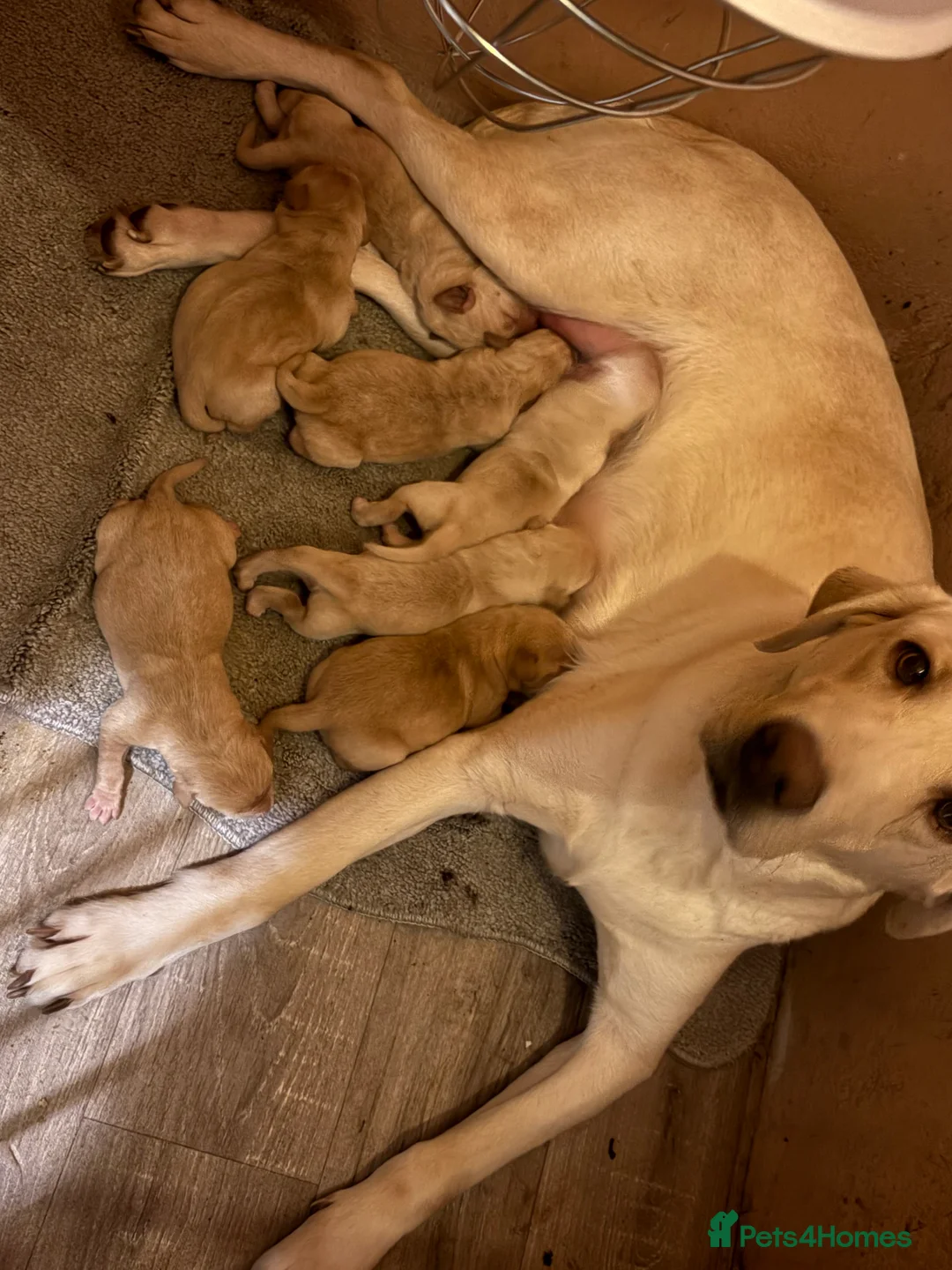 Labrador Retriever dogs for sale: Kc registered Labrador puppies - Advert 2