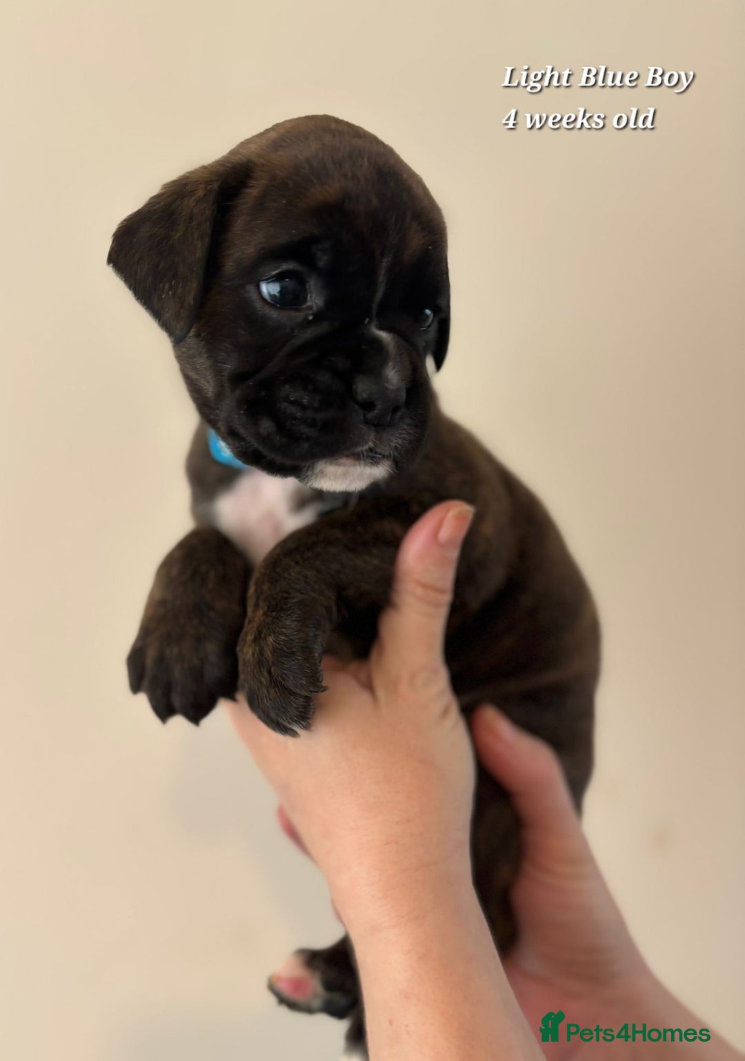 Boxer dogs for sale: 9 Beautiful Boxer Pups - Available from 22/12/2025 - Advert 21