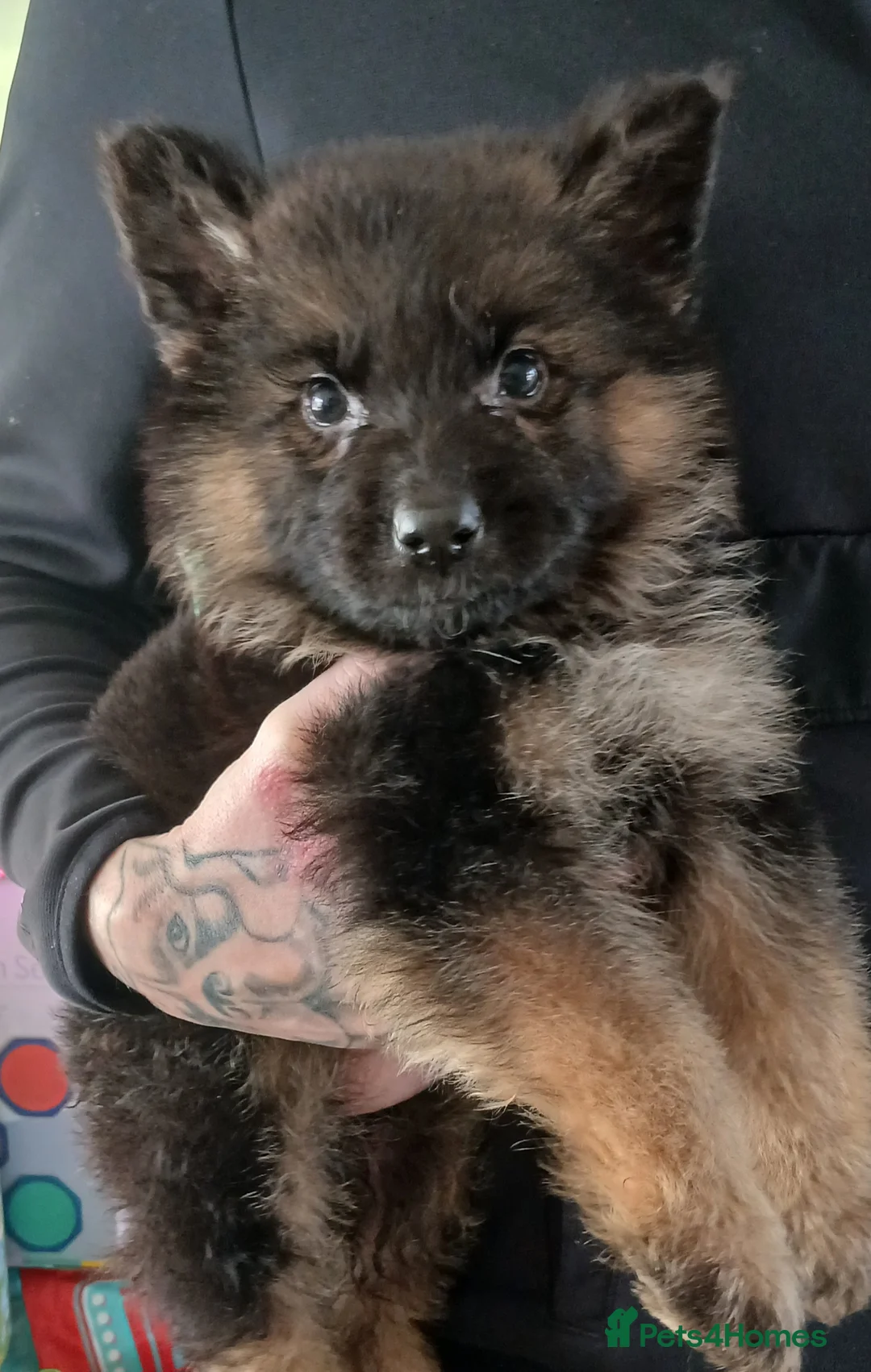 German Shepherd dogs for sale: OUTSTANDING long coat female puppy READY NOW - Advert 7