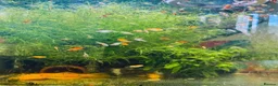 Platies fish for sale: small Platy, Guppy,shrimps &Bristlenose Pleco  - Advert 30