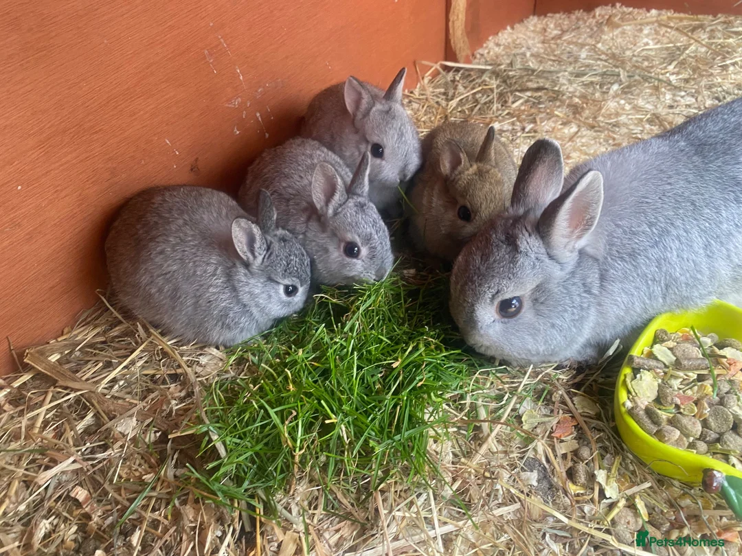 Netherland Dwarf rabbits for sale: Netherland Dwarf rabbit in Carnforth - Advert 2