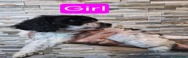 Cockapoo girl 3
