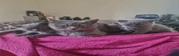 British Shorthair cats for sale: Rare British shorthair kittens - Advert 8