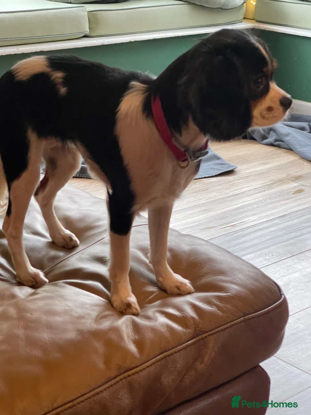 Cavalier King Charles Spaniel dogs for sale: Gorgeous Tri coloured Cavalier King Charles - Advert 12