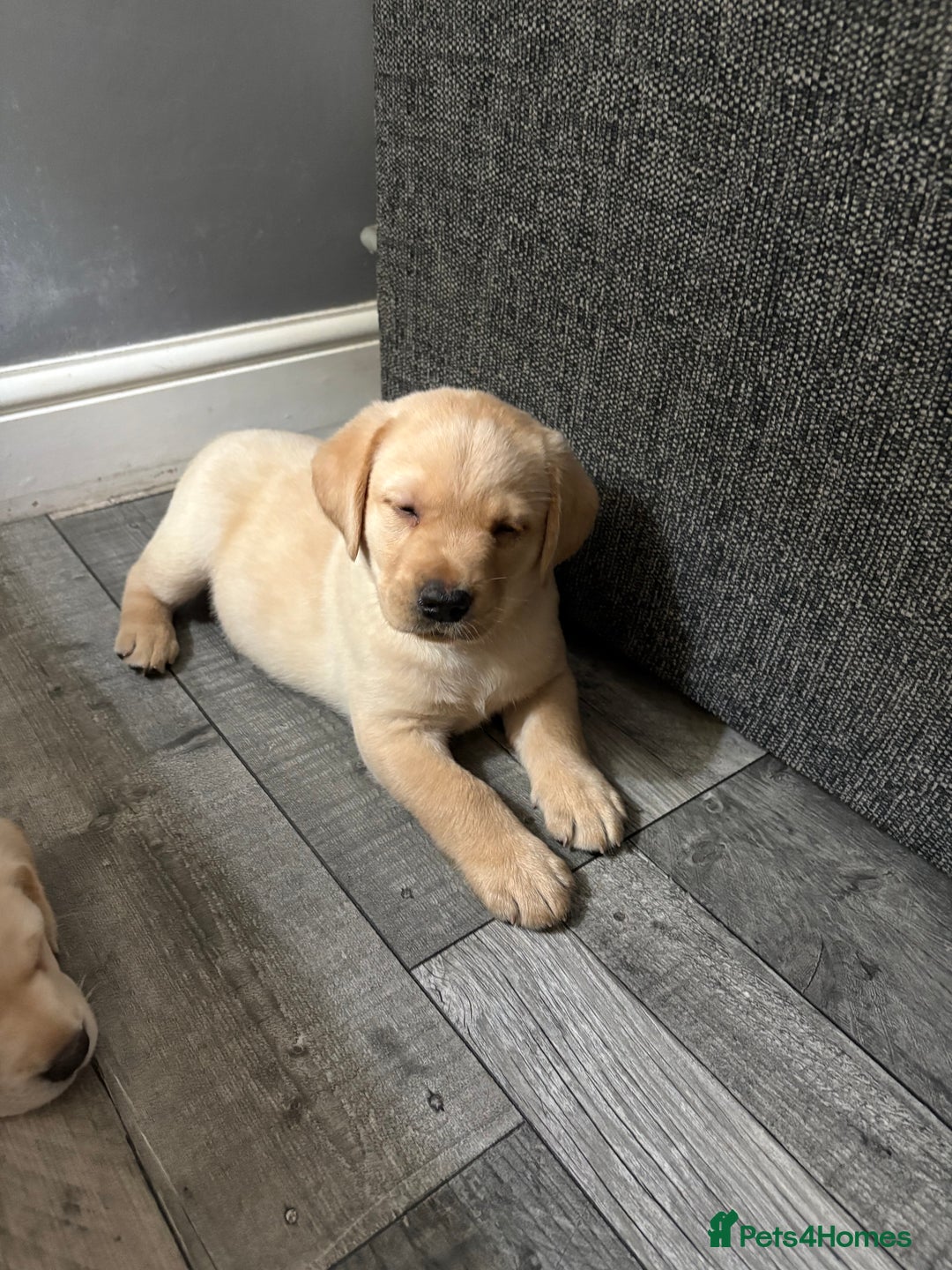 Labrador Retriever dogs for sale: Stunning litter of Labrador puppies - Advert 12