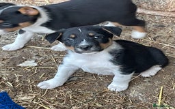 Mixed Breed dogs for sale: Border Jack Puppies (Border Collie X Jack Russel) - Image 4