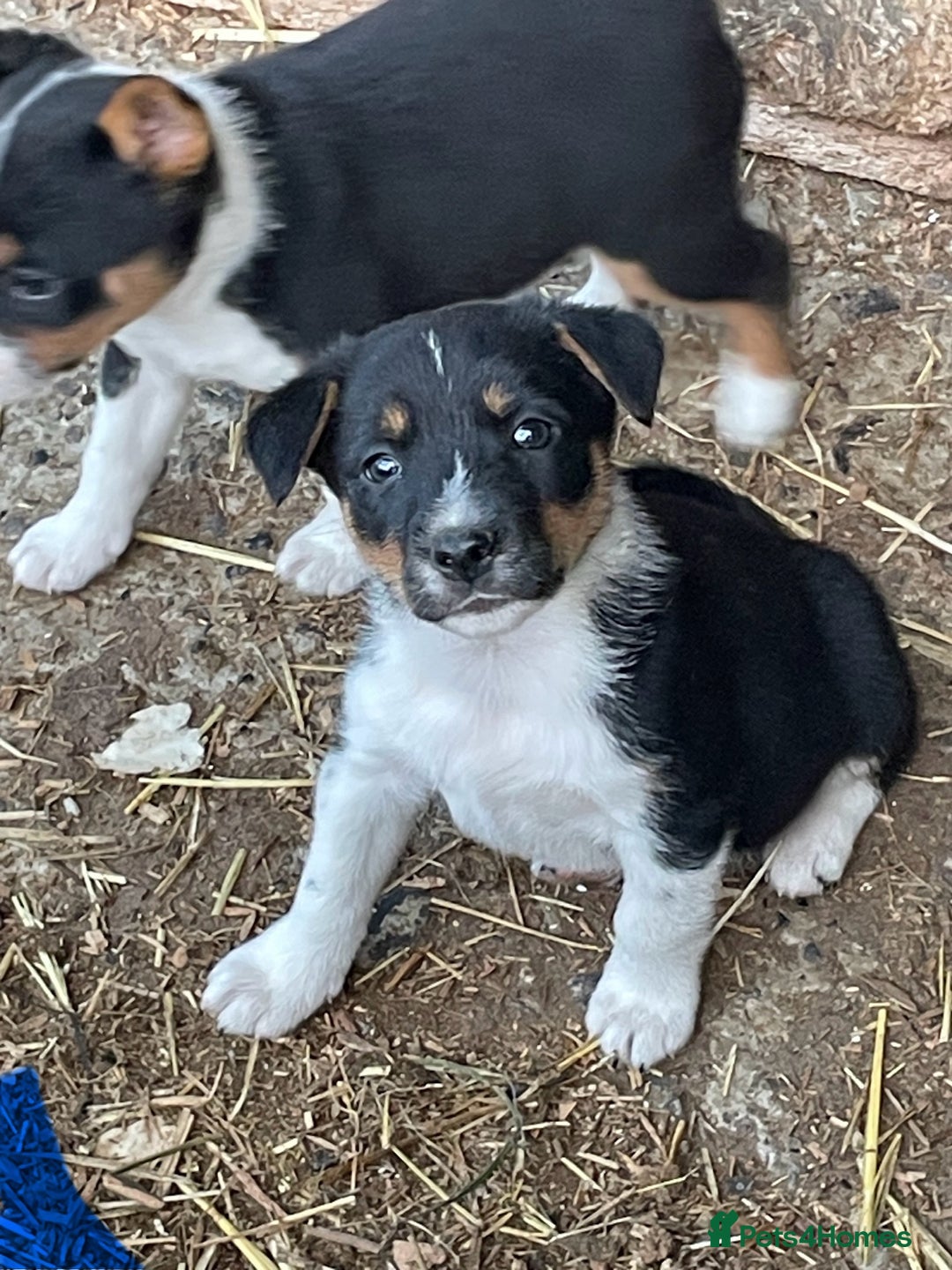 Mixed Breed dogs for sale: Border Jack Puppies (Border Collie X Jack Russel) - Image 4