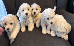 Bichon Frise dogs for sale: Bichon Frise Pups - Image 1
