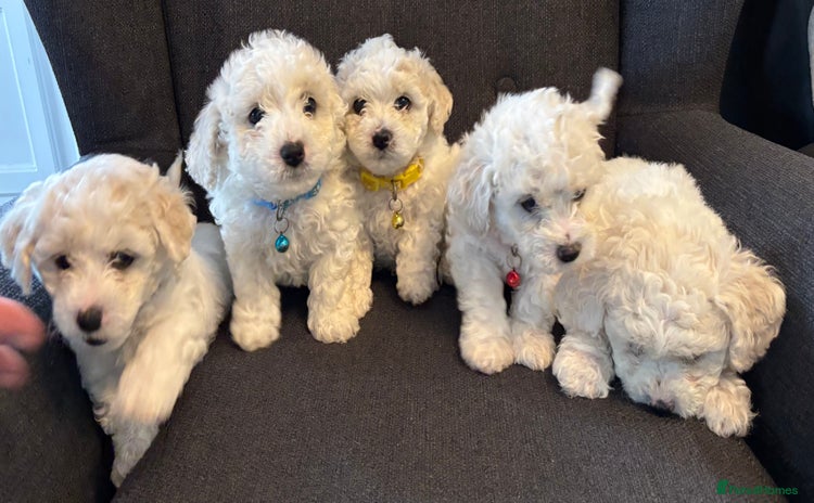 Bichon Frise dogs - Advert 1