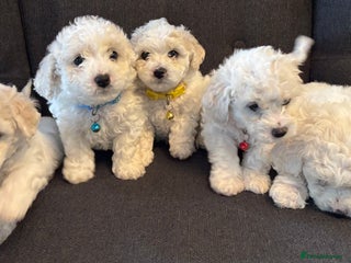 Bichon Frise dogs - Advert 2