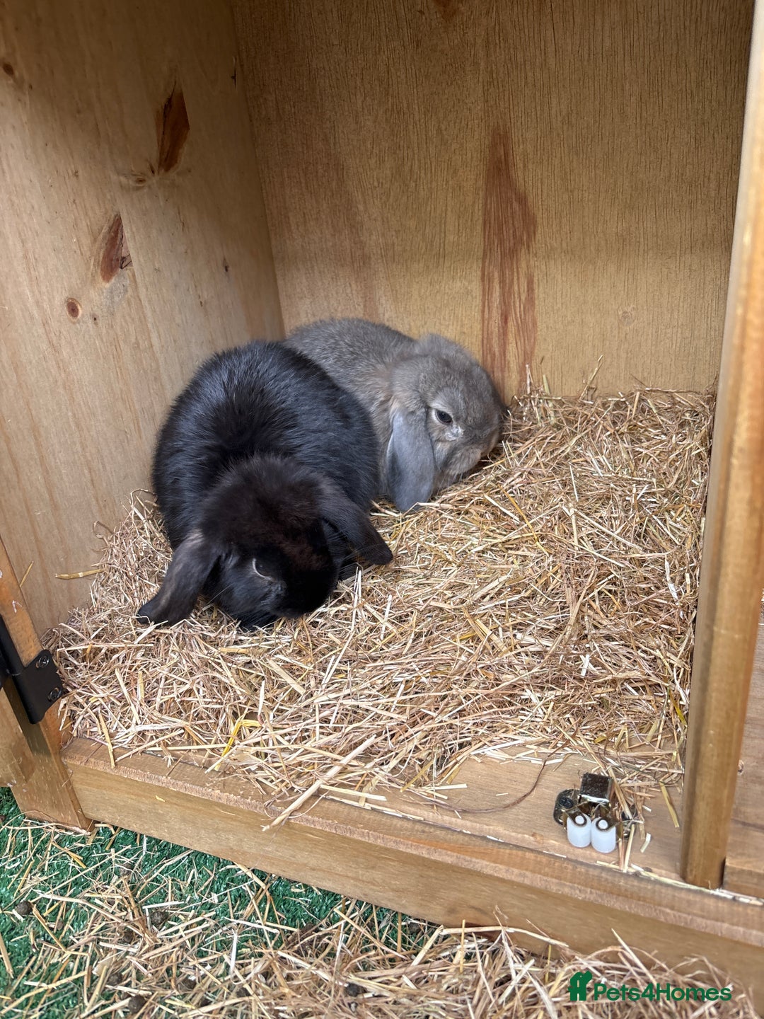 Mini Lop rabbits for sale: 2 Mini lop  - Image 2