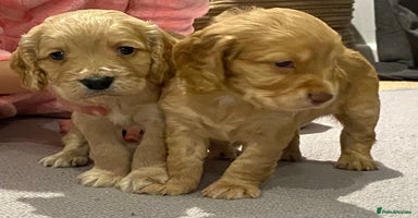Cocker Spaniel dogs - Advert 13