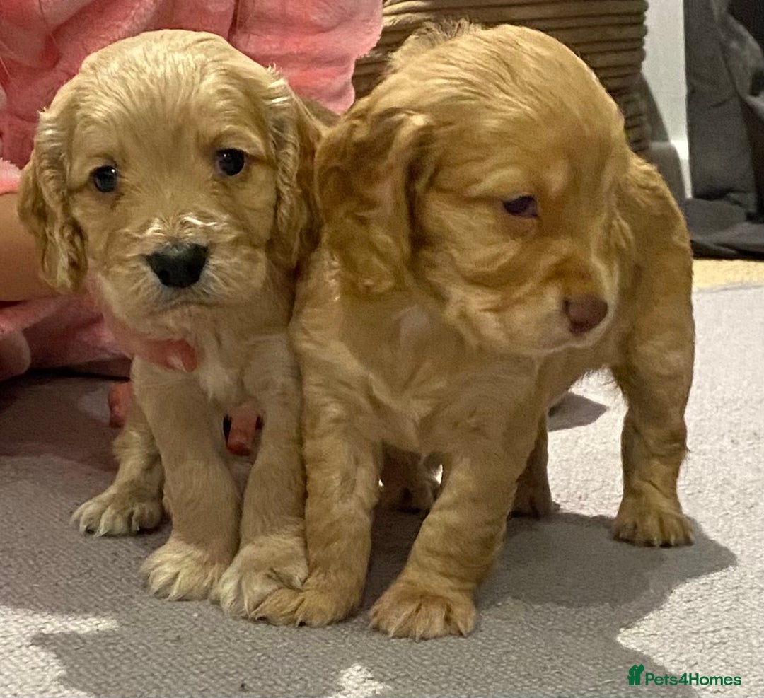 Cocker Spaniel dogs for sale: Working cocker spaniel puppies  - Image 2