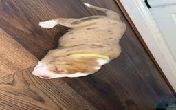 Alapaha Blue Blood Bulldog dogs for sale: IABBR registered Alapaha Blue Blood Bulldogs - Image 4