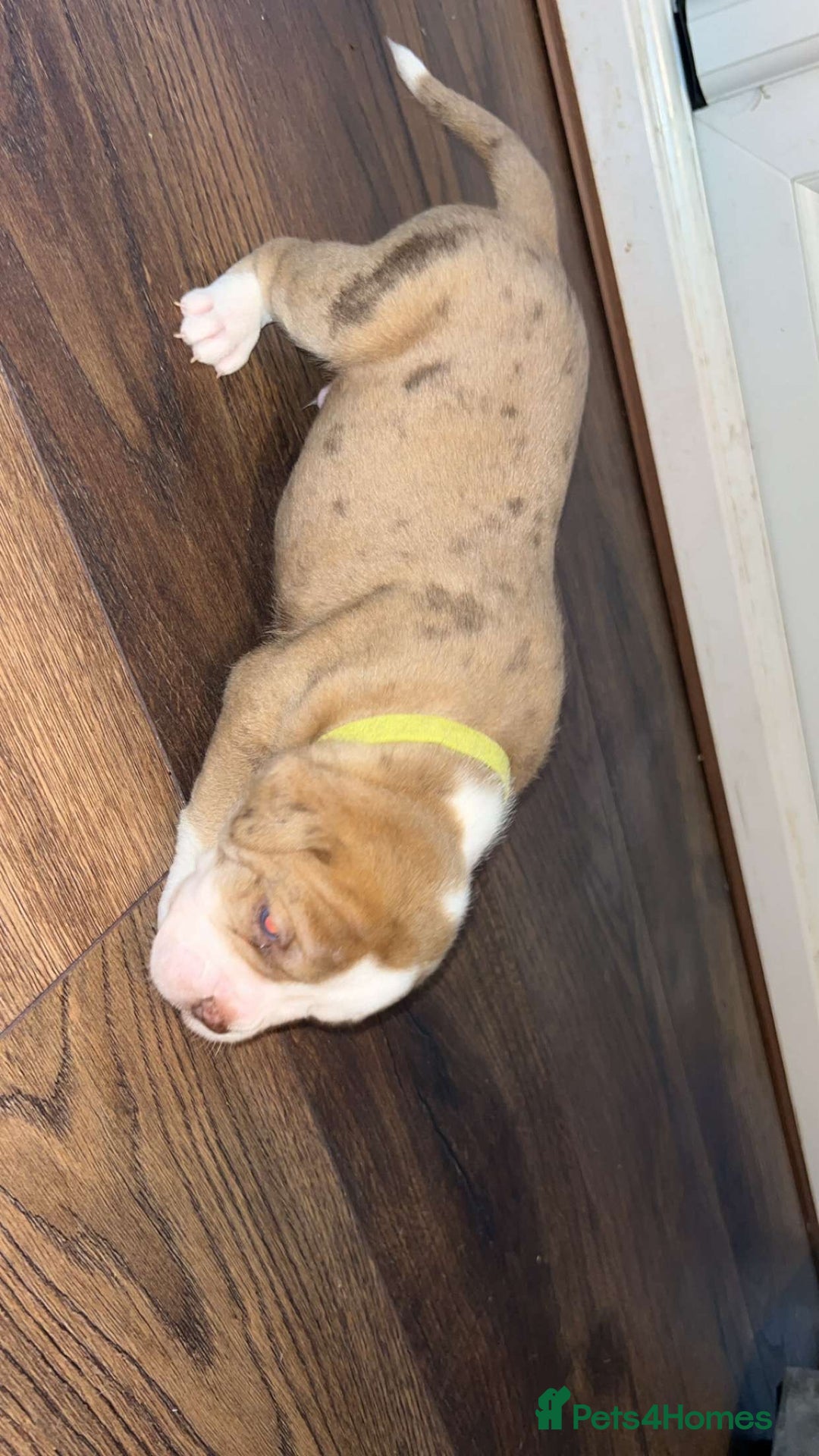 Alapaha Blue Blood Bulldog dogs for sale: IABBR registered Alapaha Blue Blood Bulldogs - Image 4
