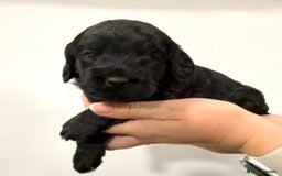 Cockapoo dogs for sale: Stunning F1 Cockpoo puppies - Image 4