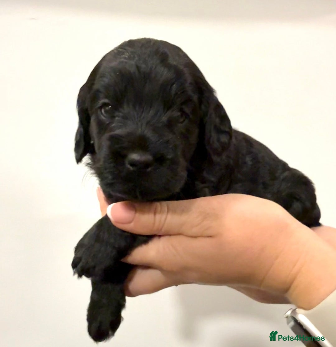 Cockapoo dogs for sale: Stunning F1 Cockpoo puppies - Image 4