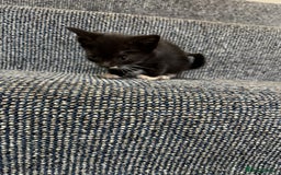 British Shorthair cats for sale: 4 beautiful kittens and mother up for adoption - Image 4