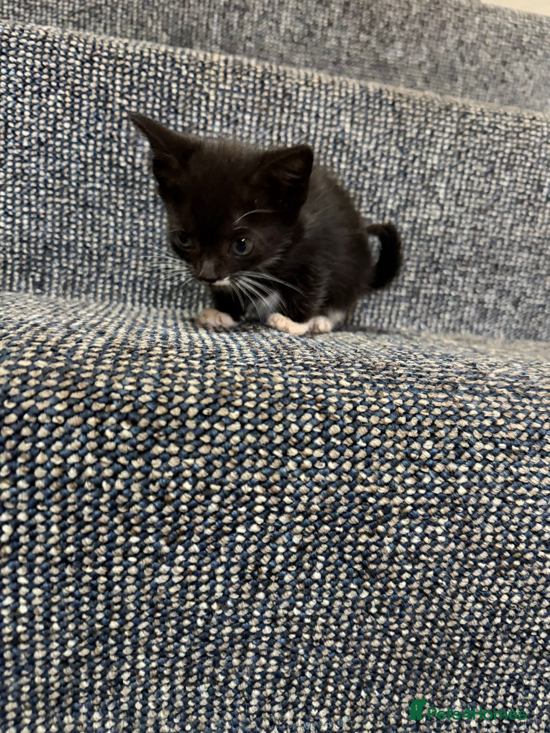 British Shorthair cats for sale: 4 beautiful kittens and mother up for adoption - Image 4