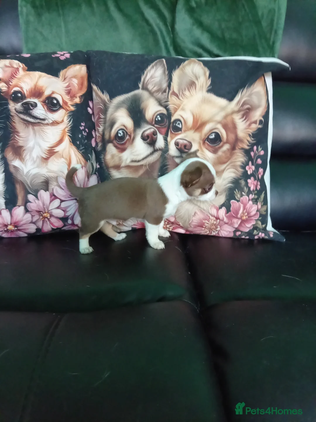 Chihuahua dogs for sale: Chihuahua puppies both reserved now - Advert 6