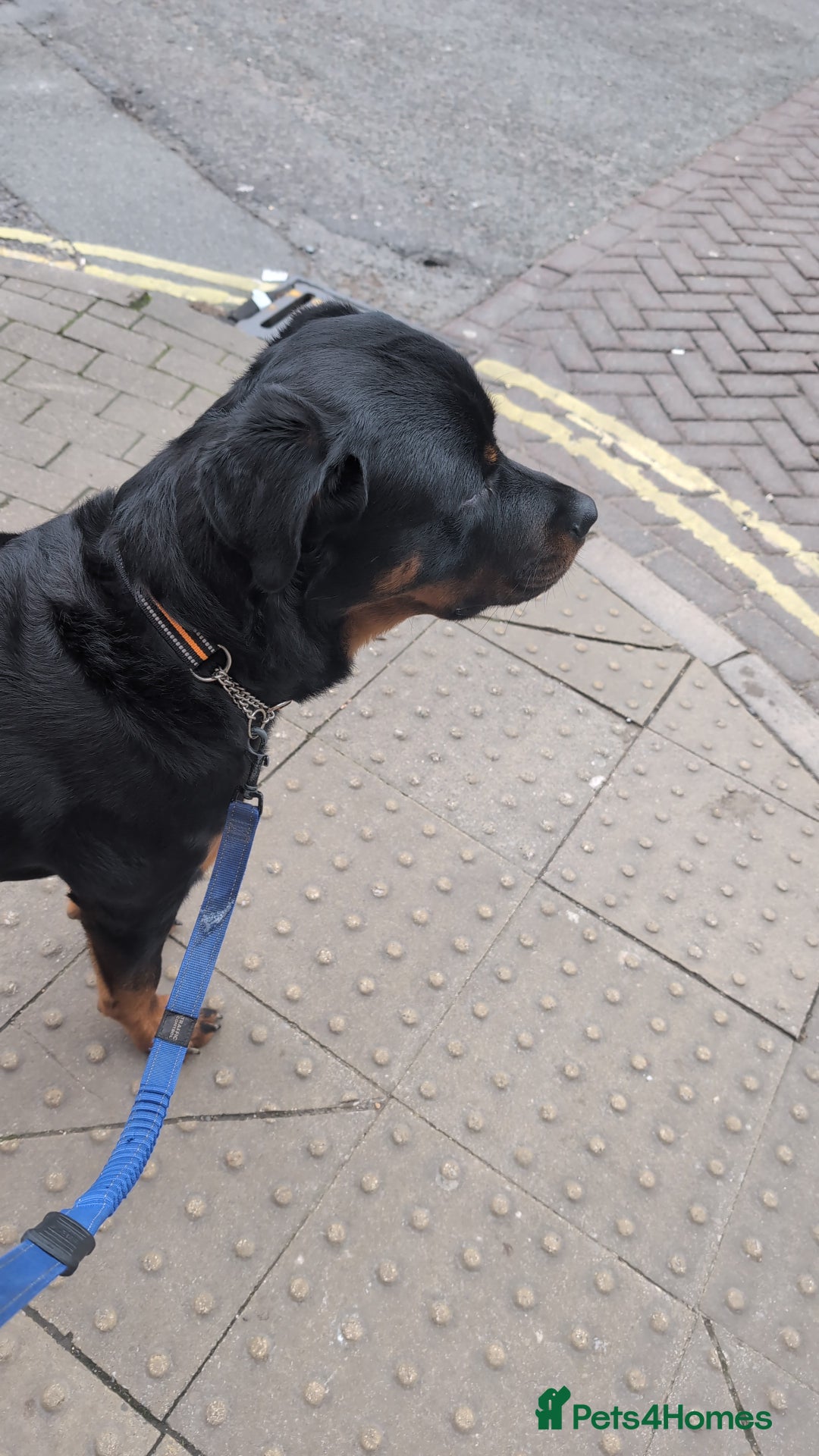 Rottweiler dogs for sale: Max 10 month old Rottweiler boy  - Advert 2
