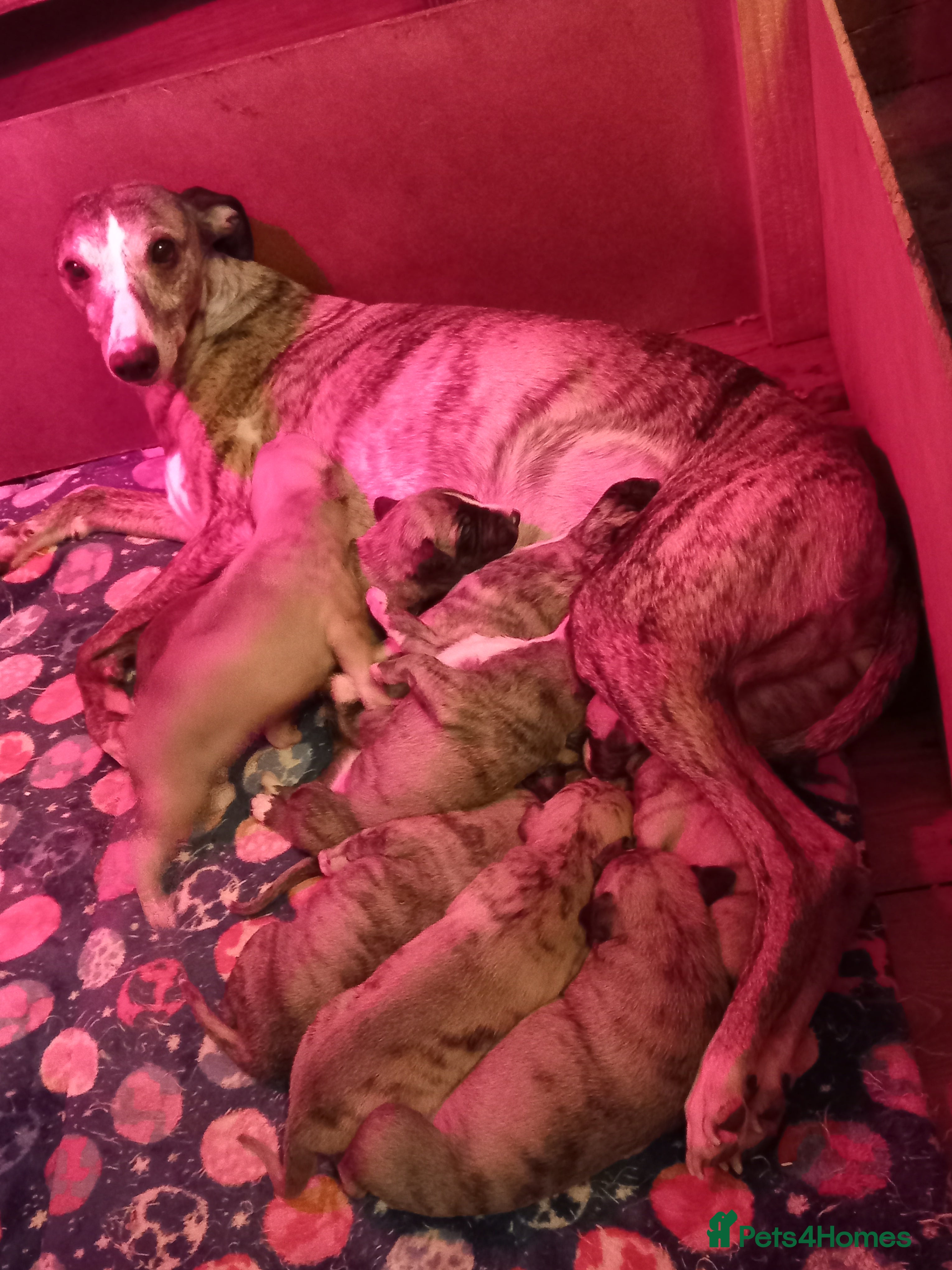 Whippet dogs Top Whippet Puppy's - Bred from Champions  - Advert 1