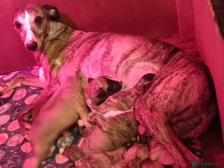 Whippet dogs Top Whippet Puppy's - Bred from Champions - Advert 1