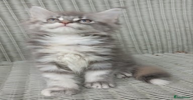 Maine Coon cats - Advert 5