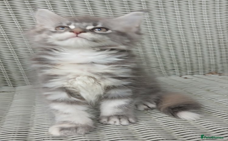 Maine Coon cats - Advert 8