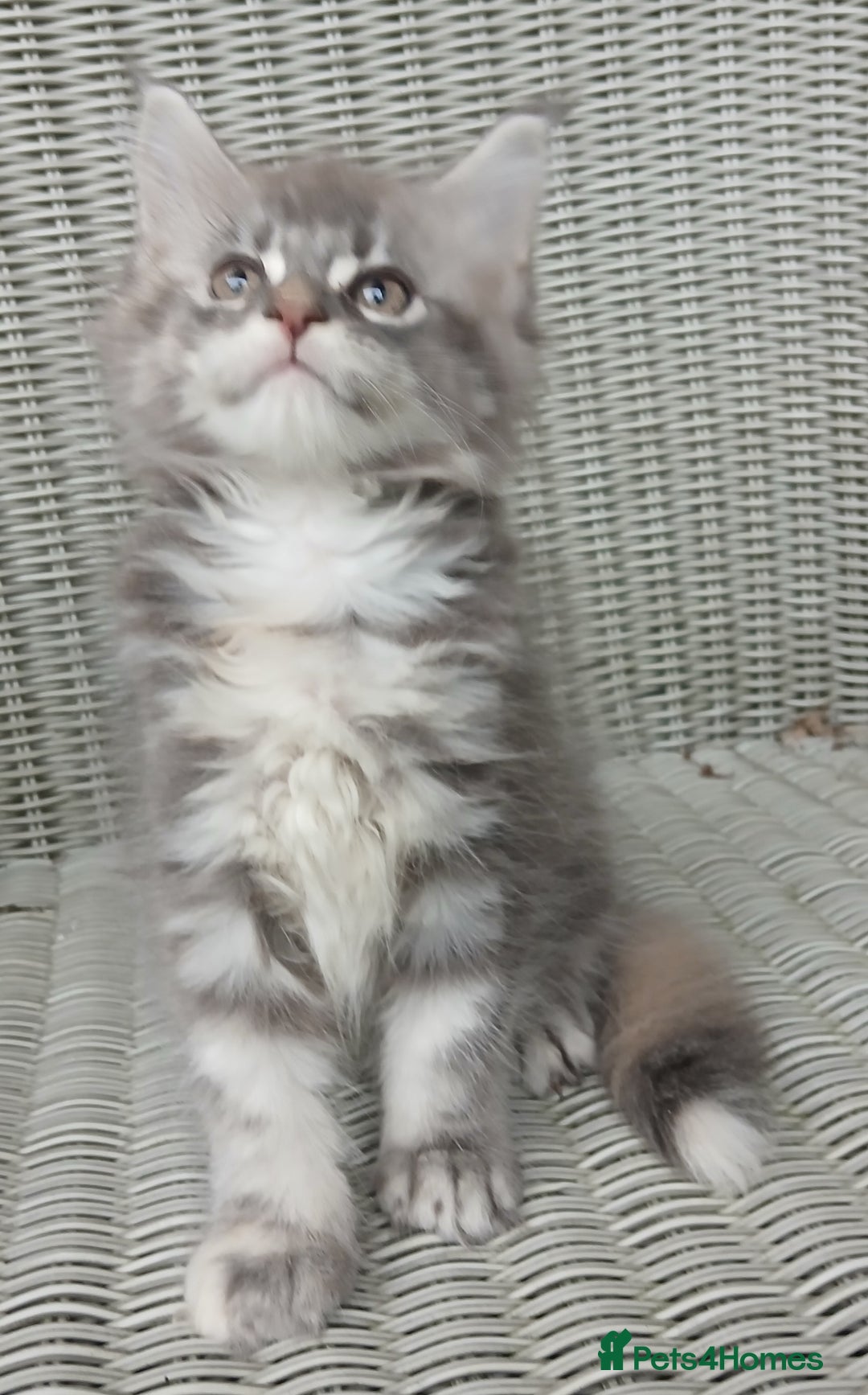 Maine Coon cats for sale: Beautiful chunky TICA reg girl ready now!! - Image 5