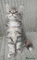 Maine Coon cats - Advert 14