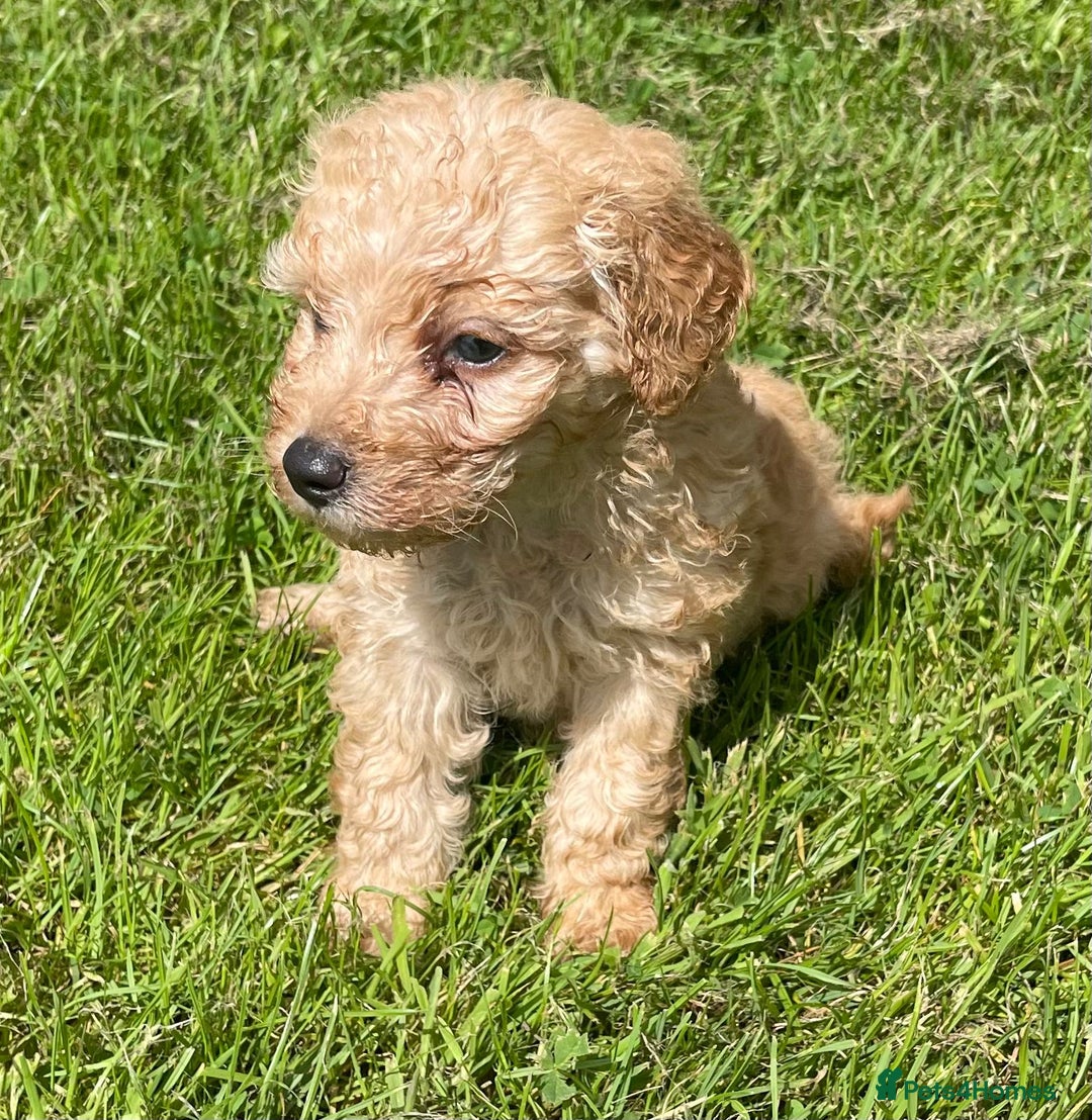 Cavapoo dogs for sale: Cavapoo puppies  - Image 5