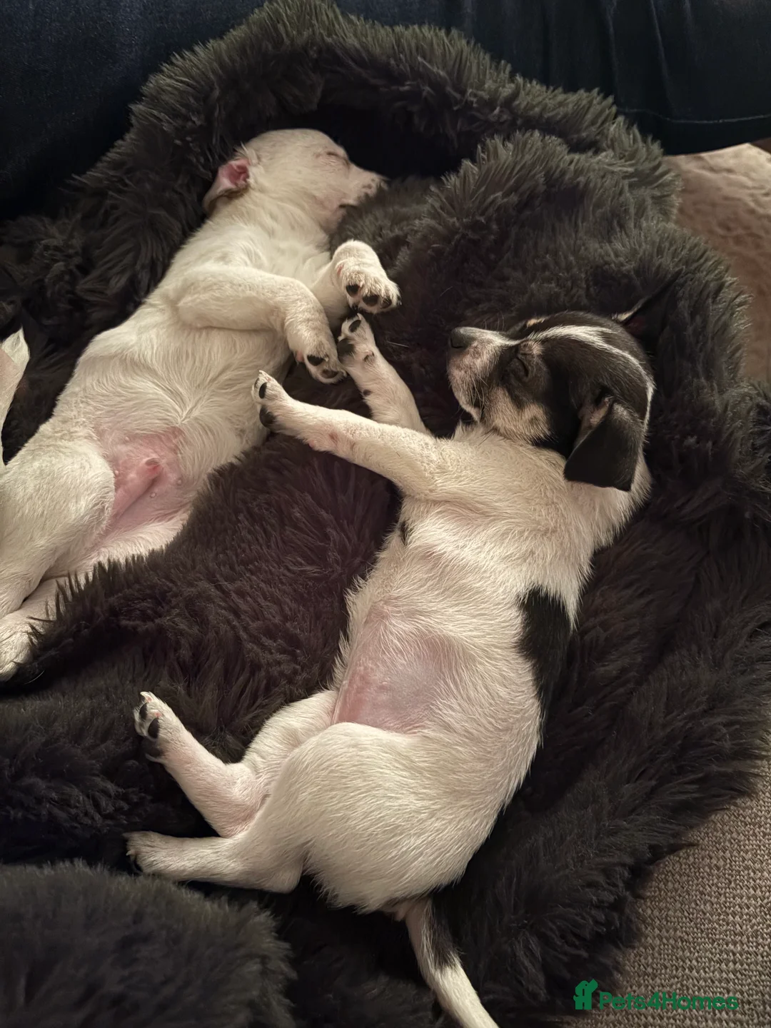 Jack Chi dogs for sale: Two beautiful jack-chi pups - Advert 2
