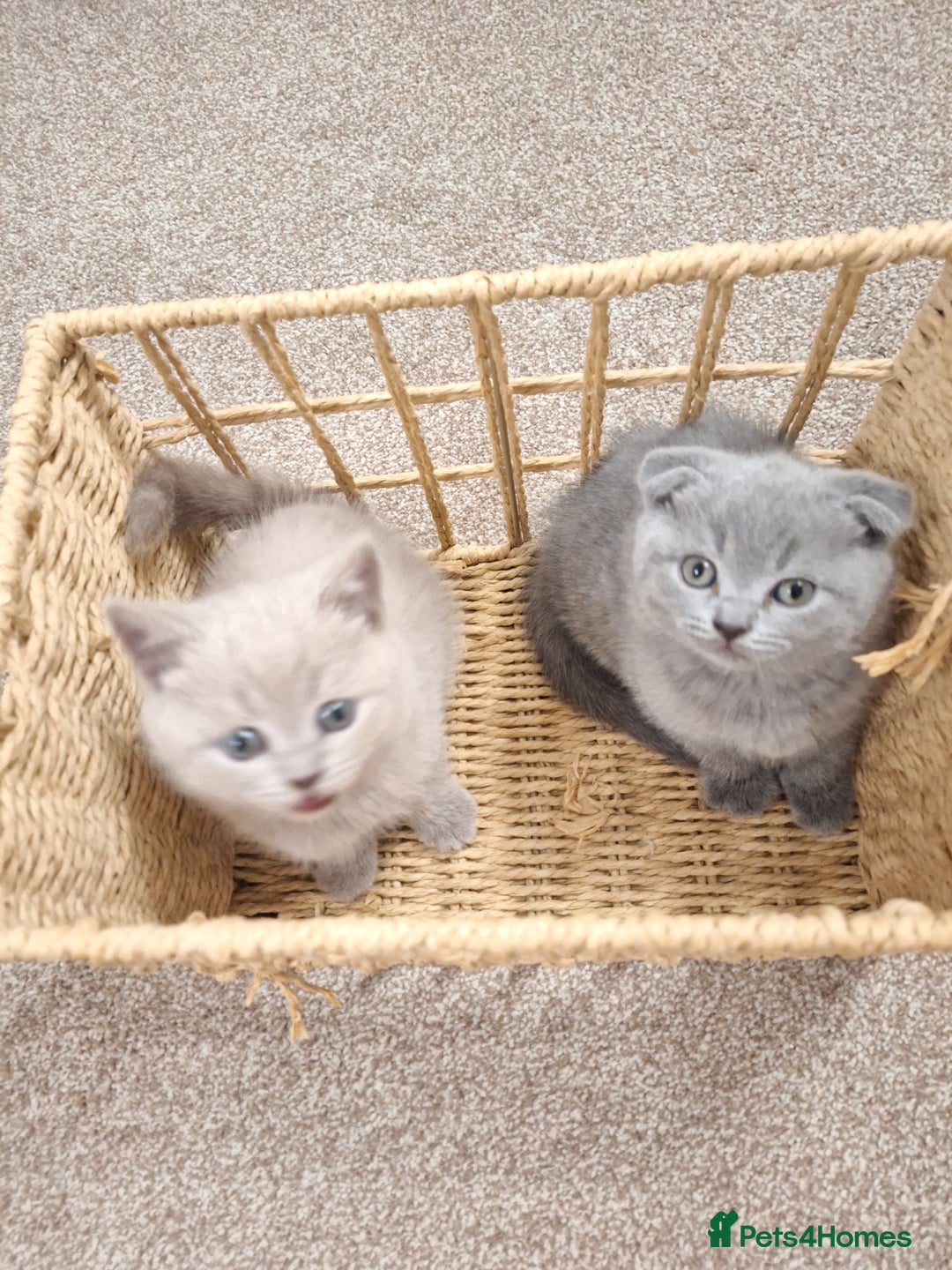 Scottish Fold cats for sale: Kittens for sale - Advert 7