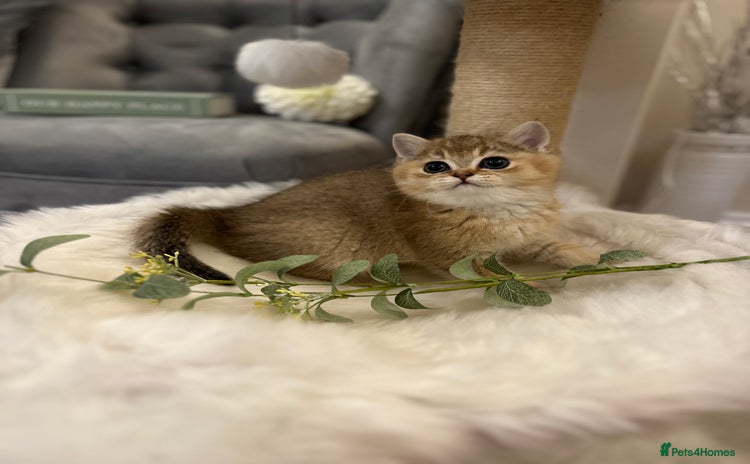 British Shorthair cats - Advert 10