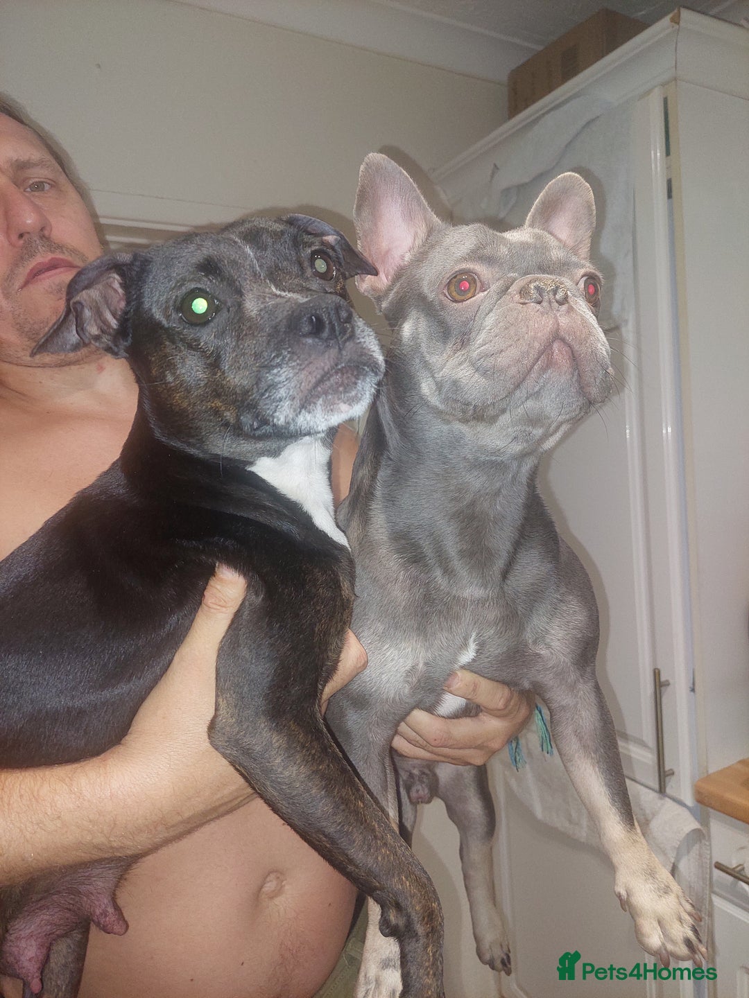 Mixed Breed dogs for sale: FRENCH BULLDOG X STAFFY  - Image 10