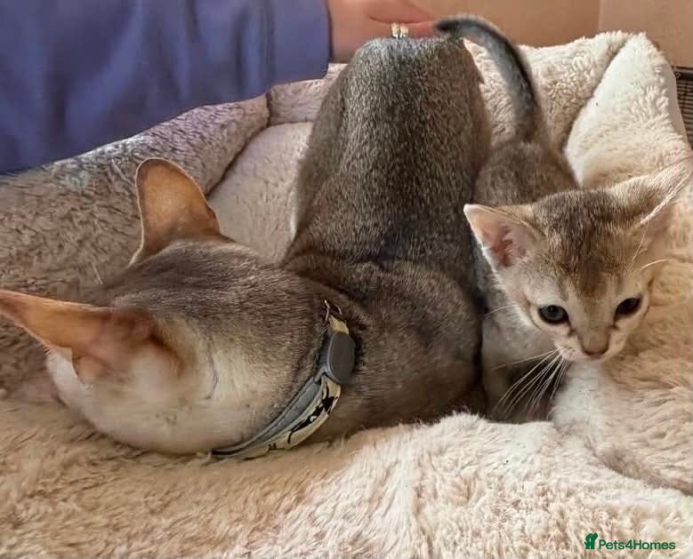 Singapura cats for sale: Rare Singapura Kitten - Advert 2