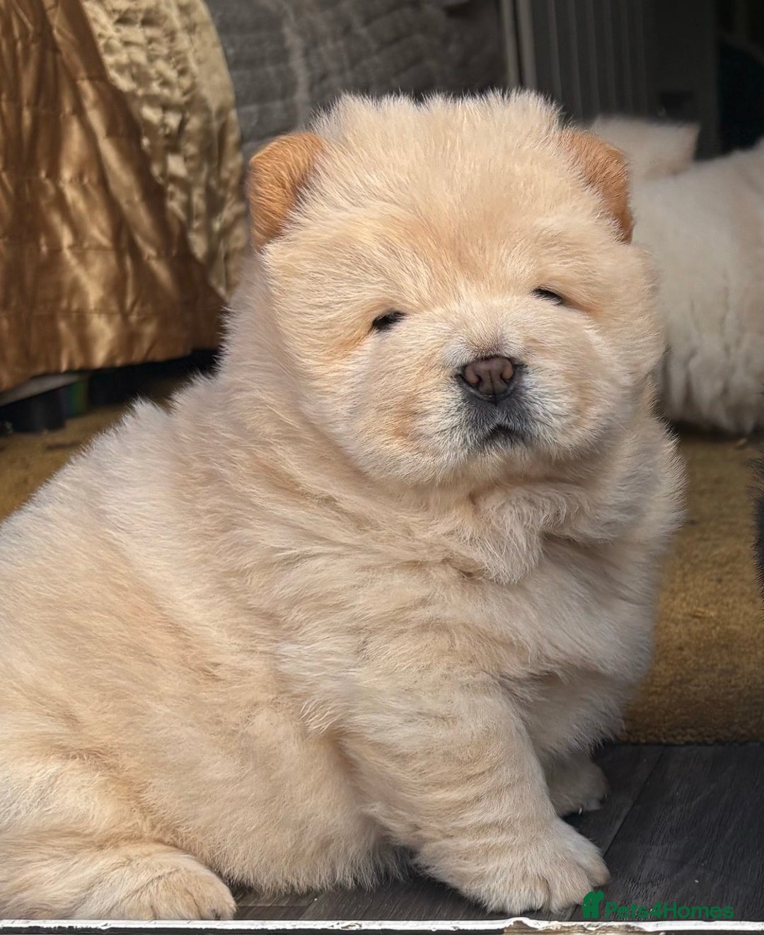 Chow Chow dogs for sale: Four Luxury Female ChowChows🐾 - Advert 12