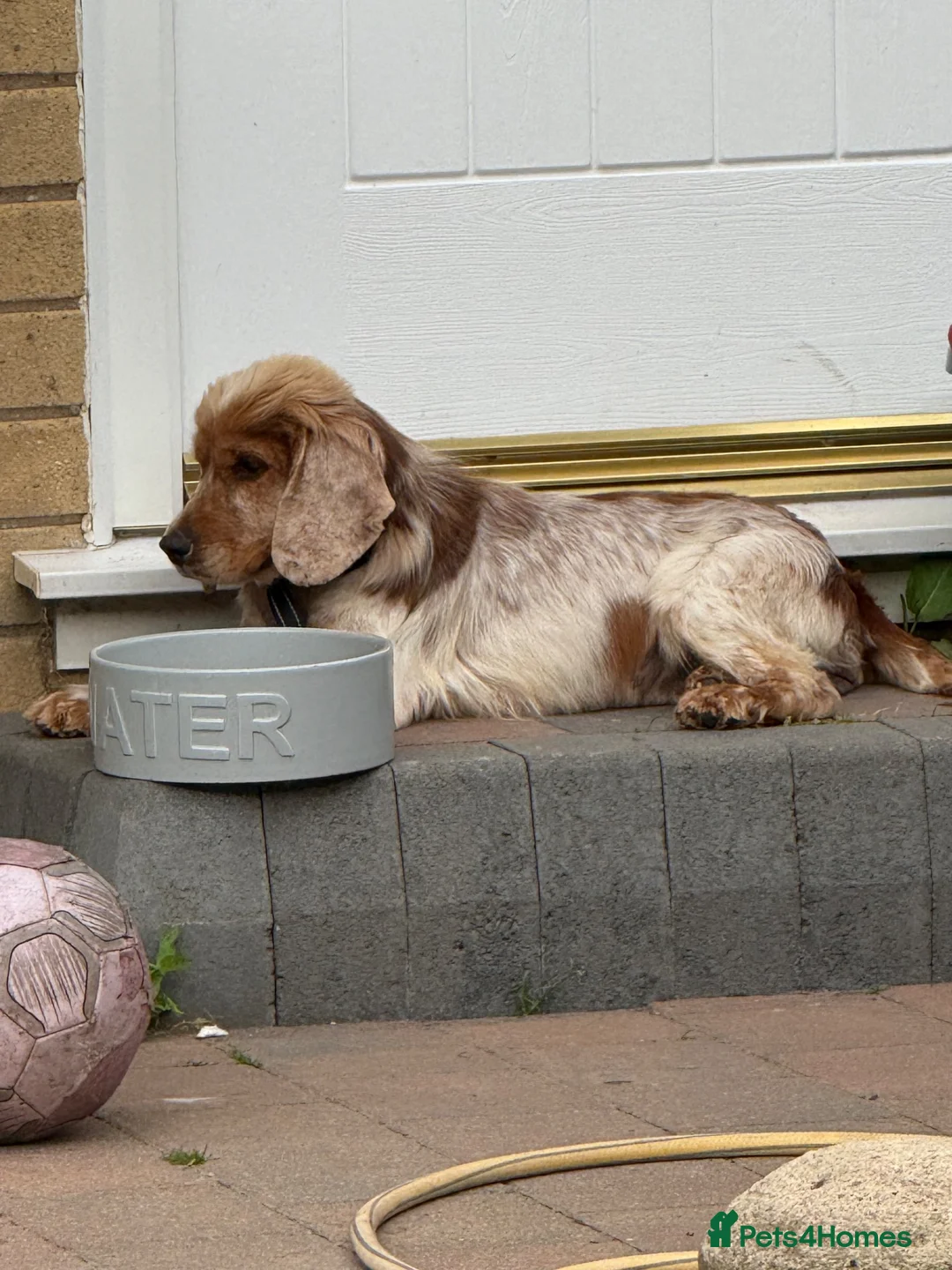 Cocker Spaniel dogs for sale: Beautiful cocker spaniel  - Advert 6