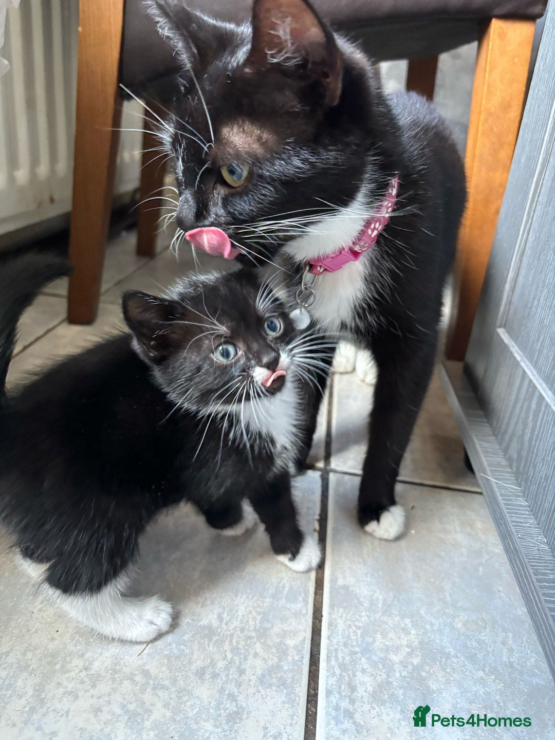 Mixed Breed cats for sale: Gorgeous kittens for sale - Image 5