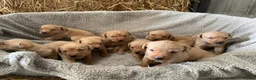 Labrador Retriever dogs for sale: KC registered fox red labradors in Welshpool - Advert 6