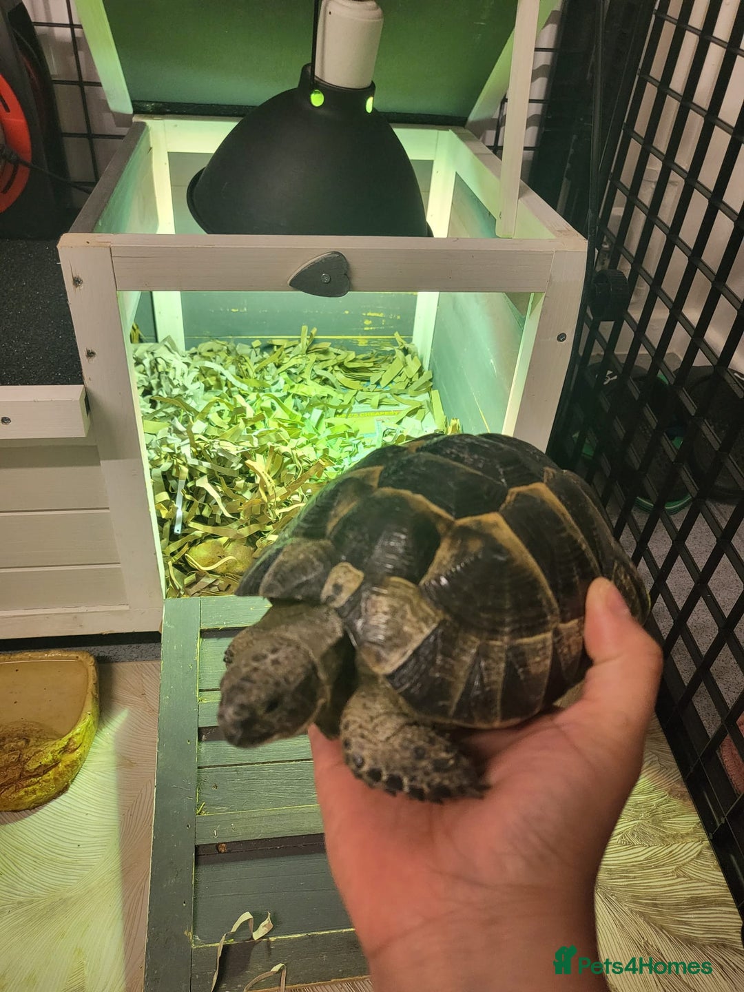 Hermann Tortoise reptiles for sale: Herman tortoise  - Advert 4
